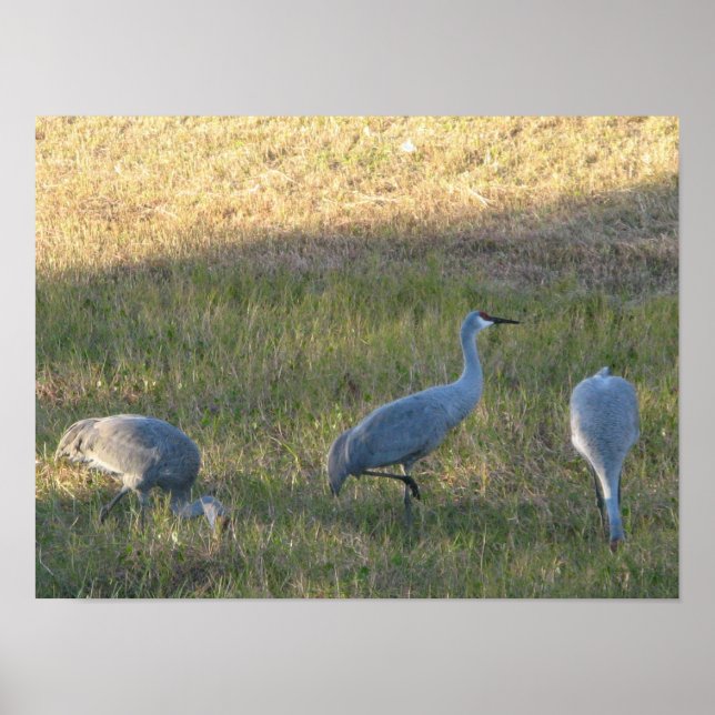 Poster Sandhill Crane Birds Comendo Grama Foto (Frente)