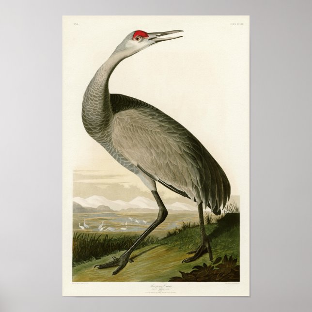 Póster Sandhill Crane John James Audubon Birds da América (Frente)