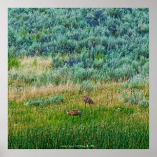 Poster Sandhill Cranes