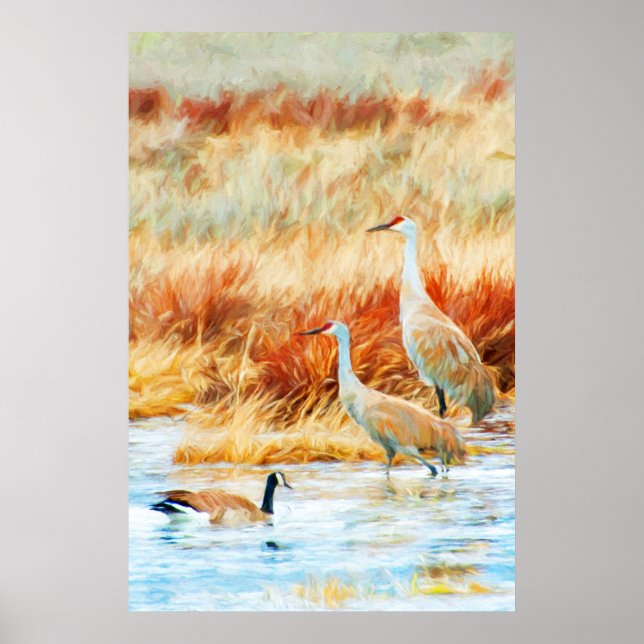 Poster Sandhill Cranes & Goose (Frente)
