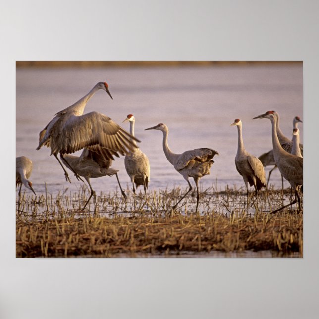 Póster Sandhill Cranes Grus canadensis) (Frente)