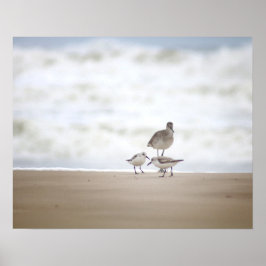 Poster Sandpiper com Dois Sanderlings na Praia 16x20