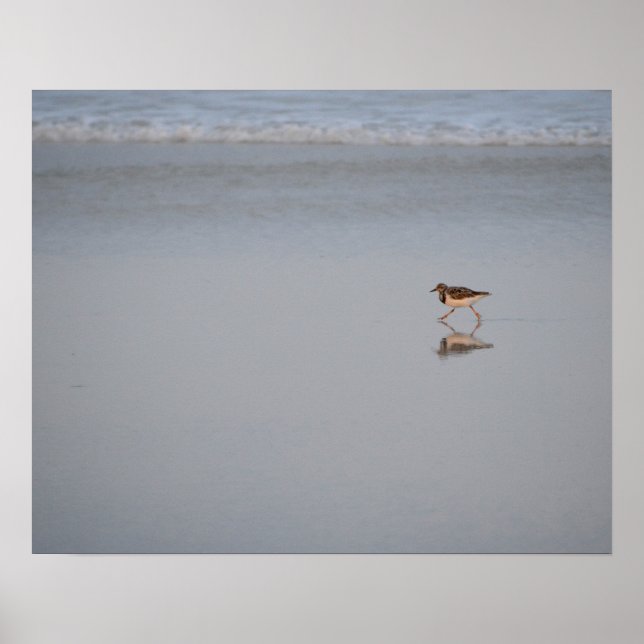 Poster Sandpiper Correndo Ao Longo Da Praia (Frente)