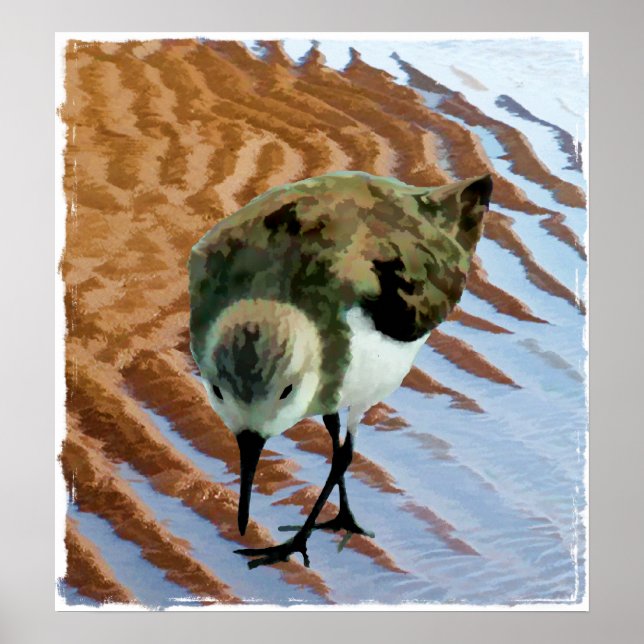 Póster Sandpiper na praia (Frente)