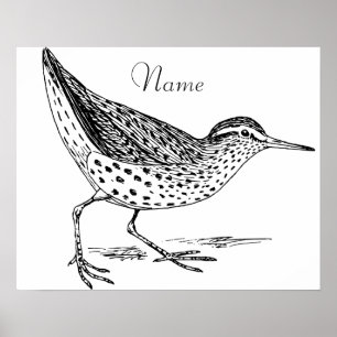 Poster Sandpiper Shorebird Thunder_Cove