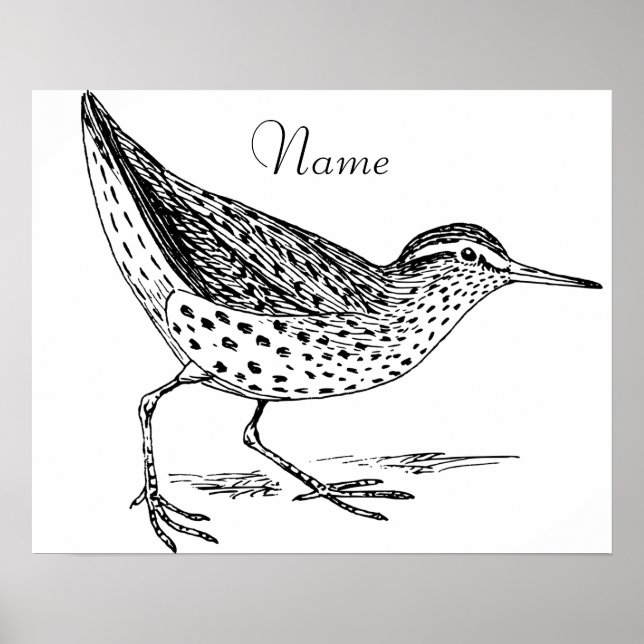 Poster Sandpiper Shorebird Thunder_Cove (Frente)