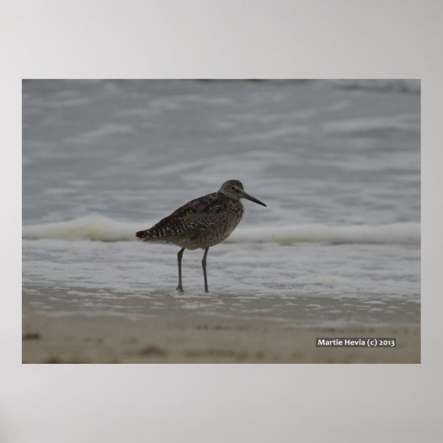 Poster Sandpiper V (Frente)