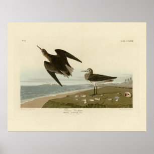 Poster Sanduíche de Schinz das Aves da América de Audubon