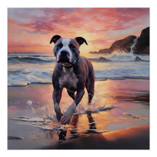 Póster Sandy American Staffordshire Dog em Beach Sunset