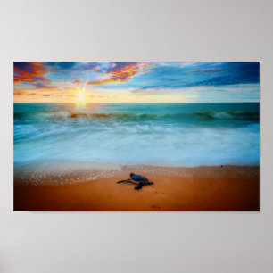 Poster Sandy Beach tropical da tartaruga de mar do por do
