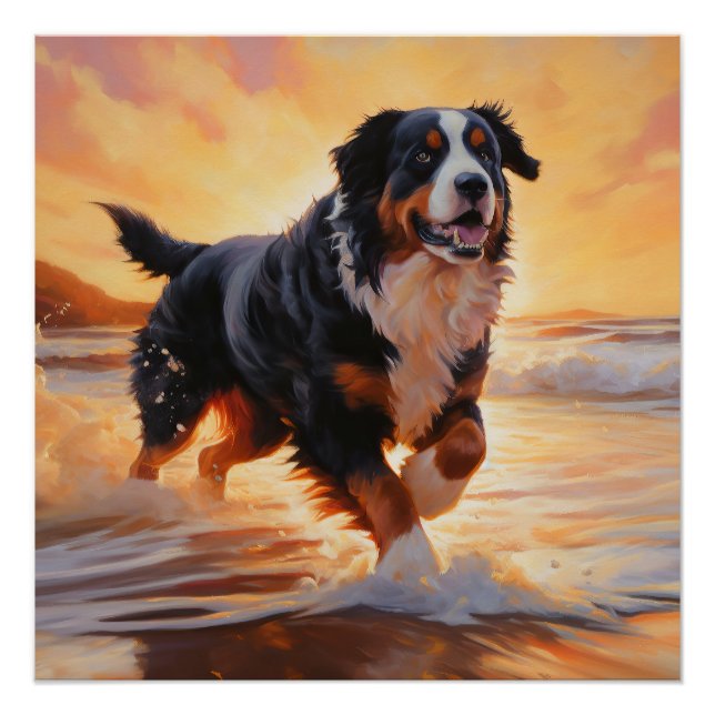 Póster Sandy Paws Bernese Mountain Dog em Beach Sunset (Frente)