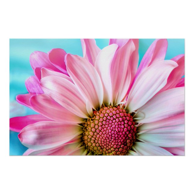 Póster Sangue da Flor de Margarida Rosa (Frente)