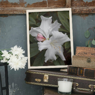 Póster Sangue de rododendron branco Foto brilhante