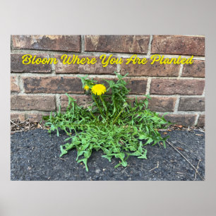 Poster Sangue Onde Você Planta Dandelion