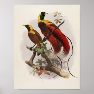 Póster Sanguinea de Elliot - de Paradisea - pássaro de