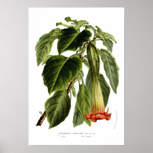 Póster Sanguinea do Brugmansia (a trombeta do anjo)