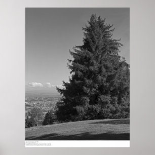 Póster Santa Cruz from Campus, April 1967