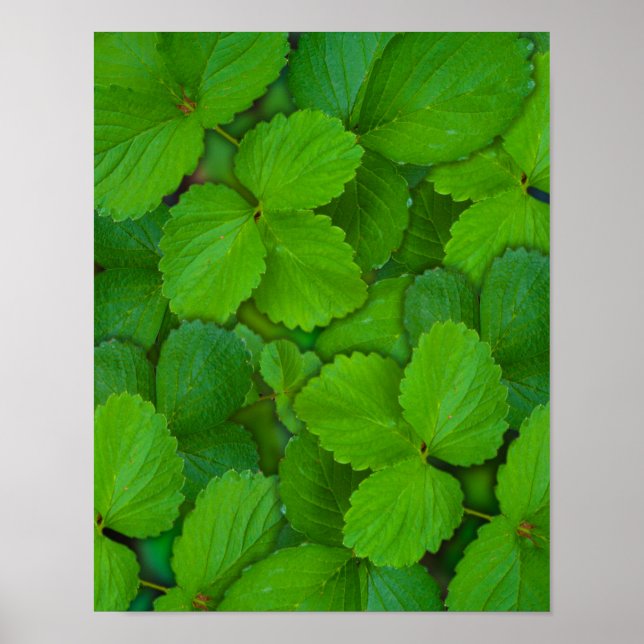 Póster Santo Basil Tulsi Green Mint Folhas (Frente)