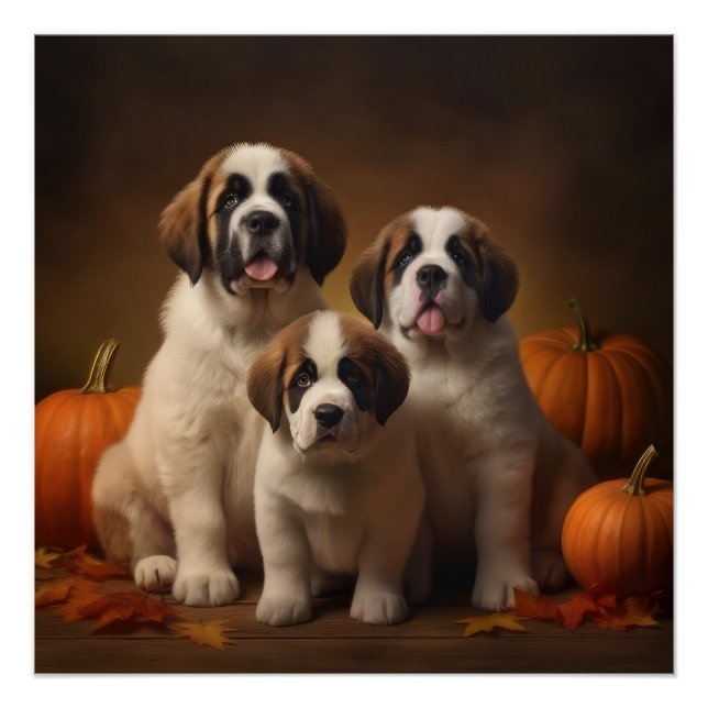 Póster Santo Bernard Puppy Autumn Delight Pumpkin (Frente)