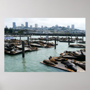 Poster São Francisco e Pier 39 Sea Lions City Skyline