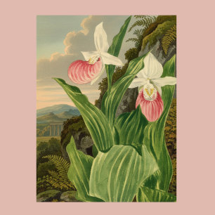 Poster Sapatinho Rosa Floral Vintage Orquídea Botânica