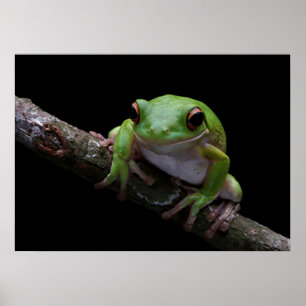 Poster sapo