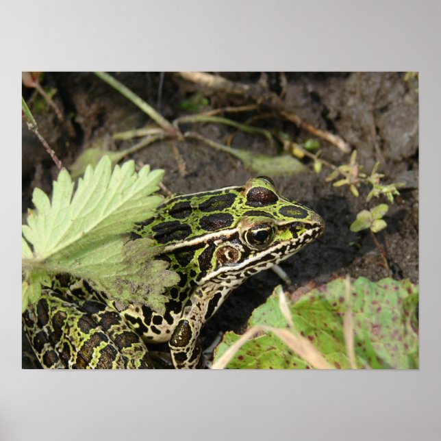 Póster Sapo (Frente)