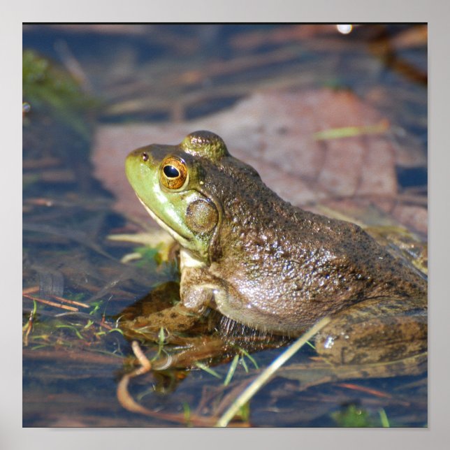 Poster sapo (Frente)