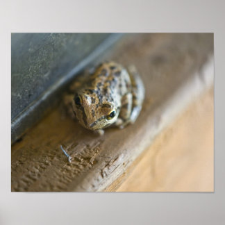 Poster sapo
