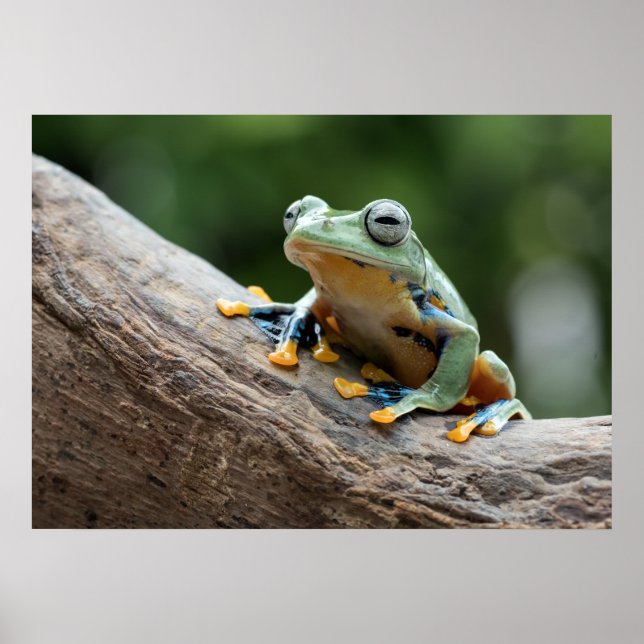Poster sapo (Frente)