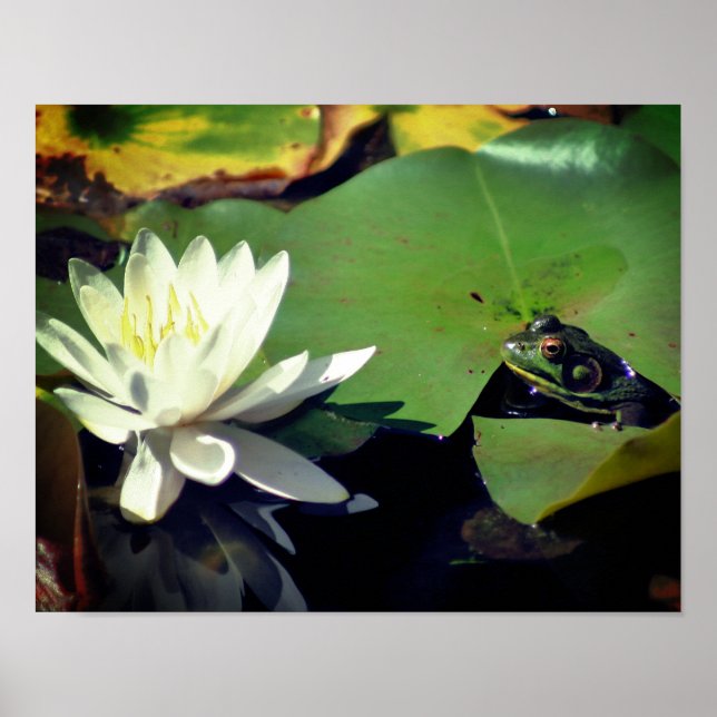 Poster Sapo Admitindo Água Lily (Frente)