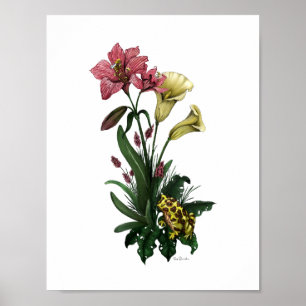 Poster Sapo Bonito Entre Os Lírios De Arte Floral Botânic