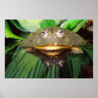 Sapo Burrolante Africano, Pyxicephalus 2