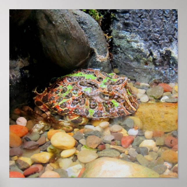 Póster Sapo Camo (Frente)