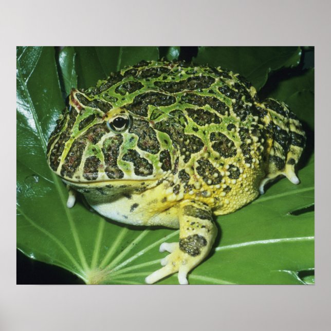 Poster Sapo Cornudo Ornado, (Ceratophrys ornata), (Frente)