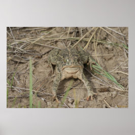 Póster Sapo da pradaria R10