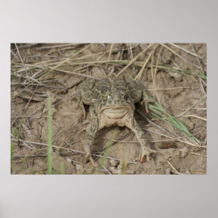 Póster Sapo da pradaria R10
