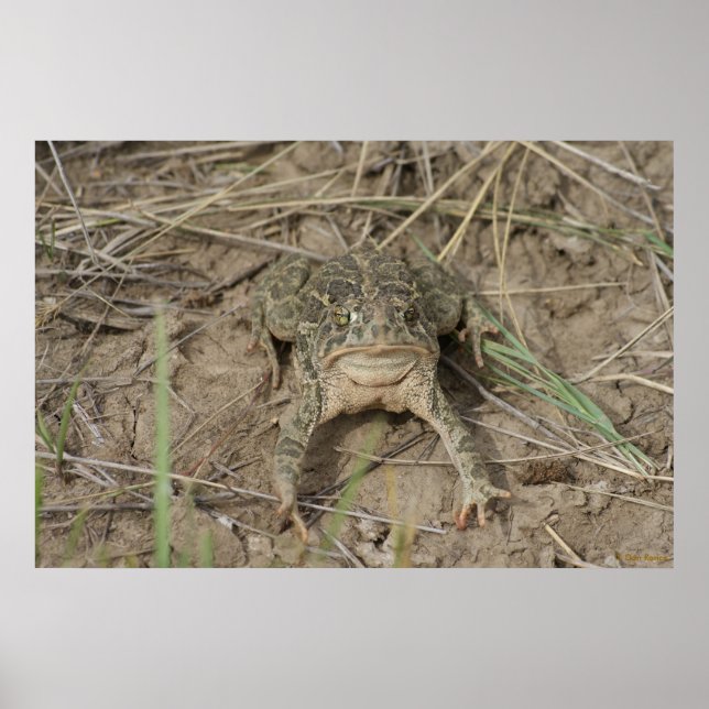Póster Sapo da pradaria R10 (Frente)