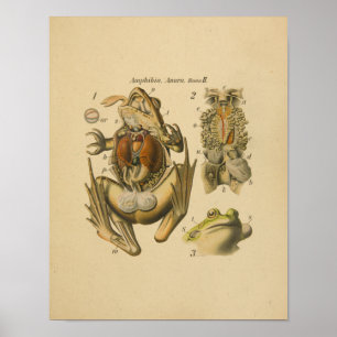 Poster Sapo de Anatomia Paul Pfurtscheller