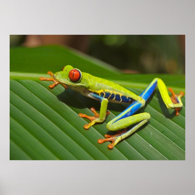 Póster Sapo de árvore (Frente)