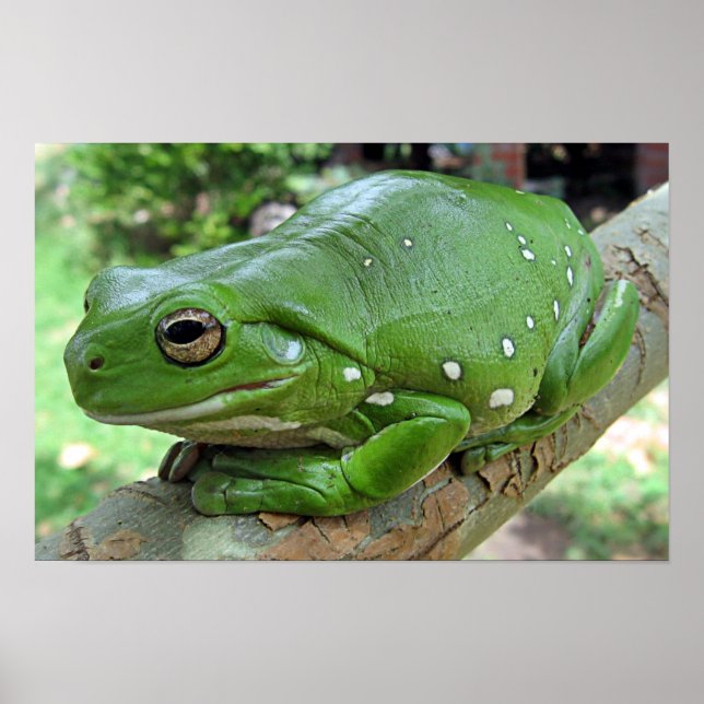 Póster Sapo de Árvore Branco - Litoria caerulea (Frente)