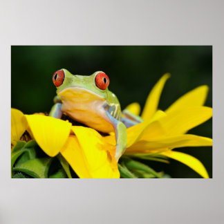 Poster sapo de árvore de olhos vermelhos