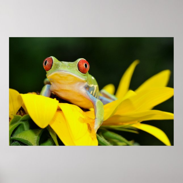Poster sapo de árvore de olhos vermelhos (Frente)