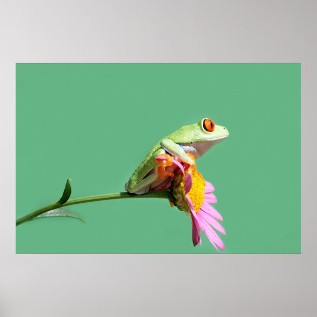 Poster sapo de árvore de olhos vermelhos (Frente)