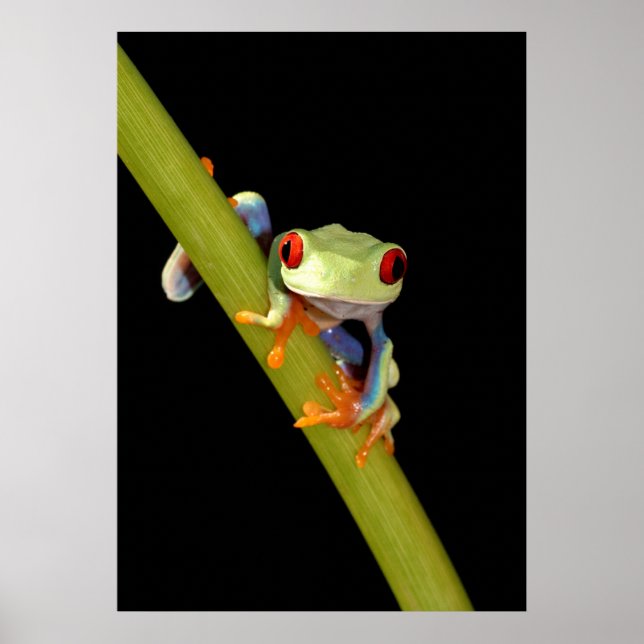 Póster sapo de árvore de olhos vermelhos (Frente)