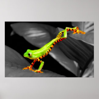 Poster Sapo de Árvore de Salto