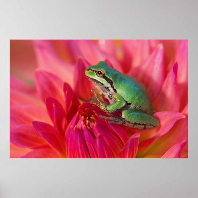 Póster Sapo de árvore do Pacífico em flores em nosso jard (Frente)