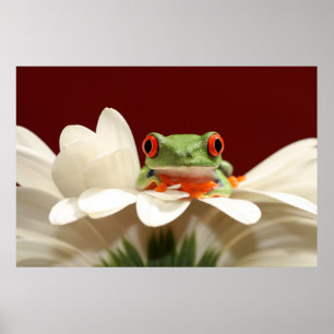 Póster sapo de árvore eyed vermelho
