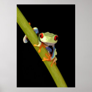 Póster sapo de árvore eyed vermelho