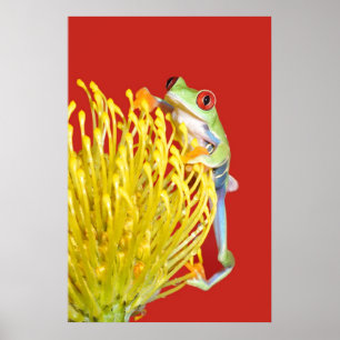 Póster sapo de árvore eyed vermelho